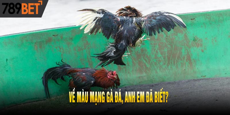 Hôm Nay Đá Gà Màu Gì Ngon? Cách Xem Màu Gà Đá Chuẩn